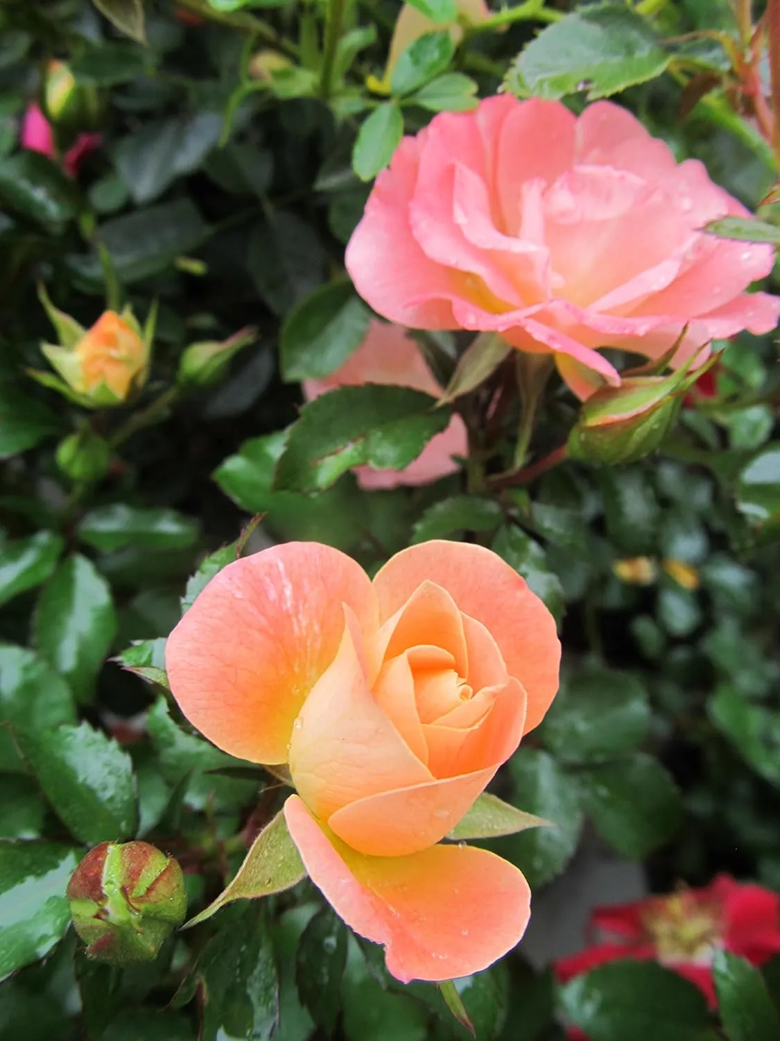 Drift Roses - Rosa Peach Drift (Rose) Rose, double peach flowers, #2 - Size Container