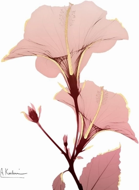 Golden Blush 1 by Albert Koetsier - 12x12 Art Print Poster