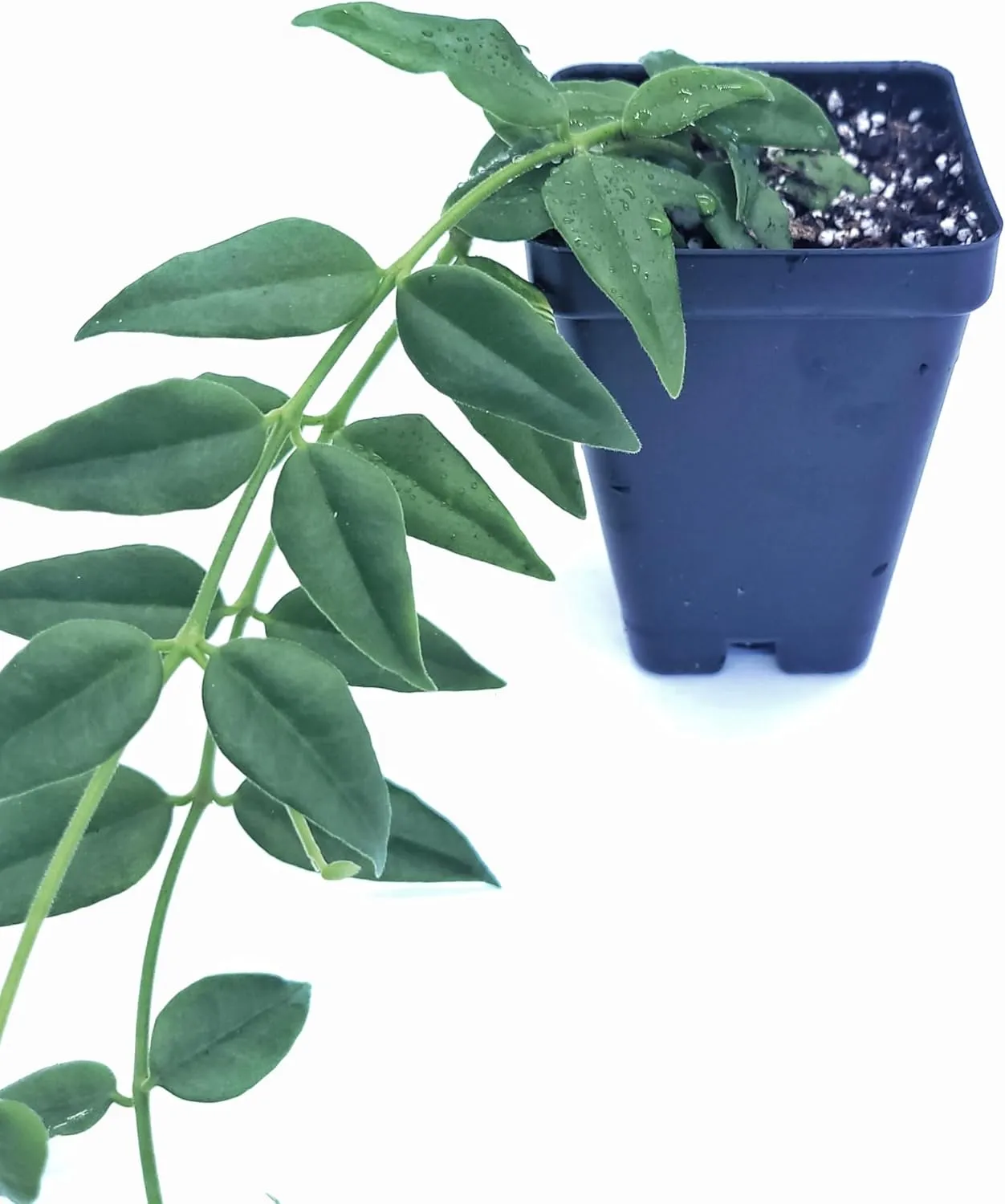 Hoya Bella Plant Live houseplant or Hoya Lanceolata Bella Houseplant 2.5" Pot 1 Stem | Ships from California