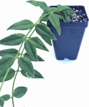 Hoya Bella Plant Live houseplant or Hoya Lanceolata Bella Houseplant 2.5" Pot 1 Stem | Ships from California