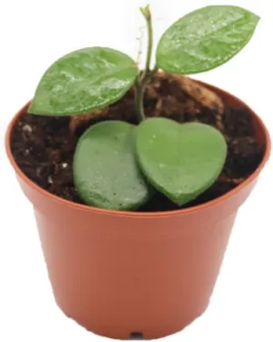 Hoya Mathilde - 2.5'' from California Tropicals