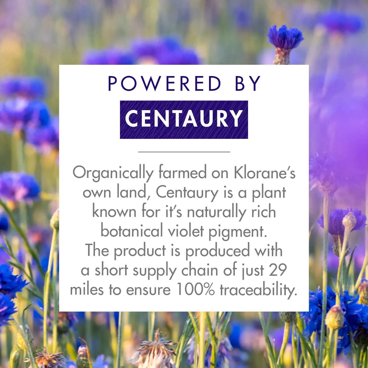 Klorane Shampoo with Centaury - Brightens Blonde, Platinum, Silver, Gray or White Hair - Neutralizes Unwanted Yellow, Brassy, and Copper Tones - Paraben, Silicone and Sulfate-Free