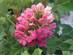 Ruby Slipper Oakleaf Hydrangea 12-18" in Height in a #3 Container