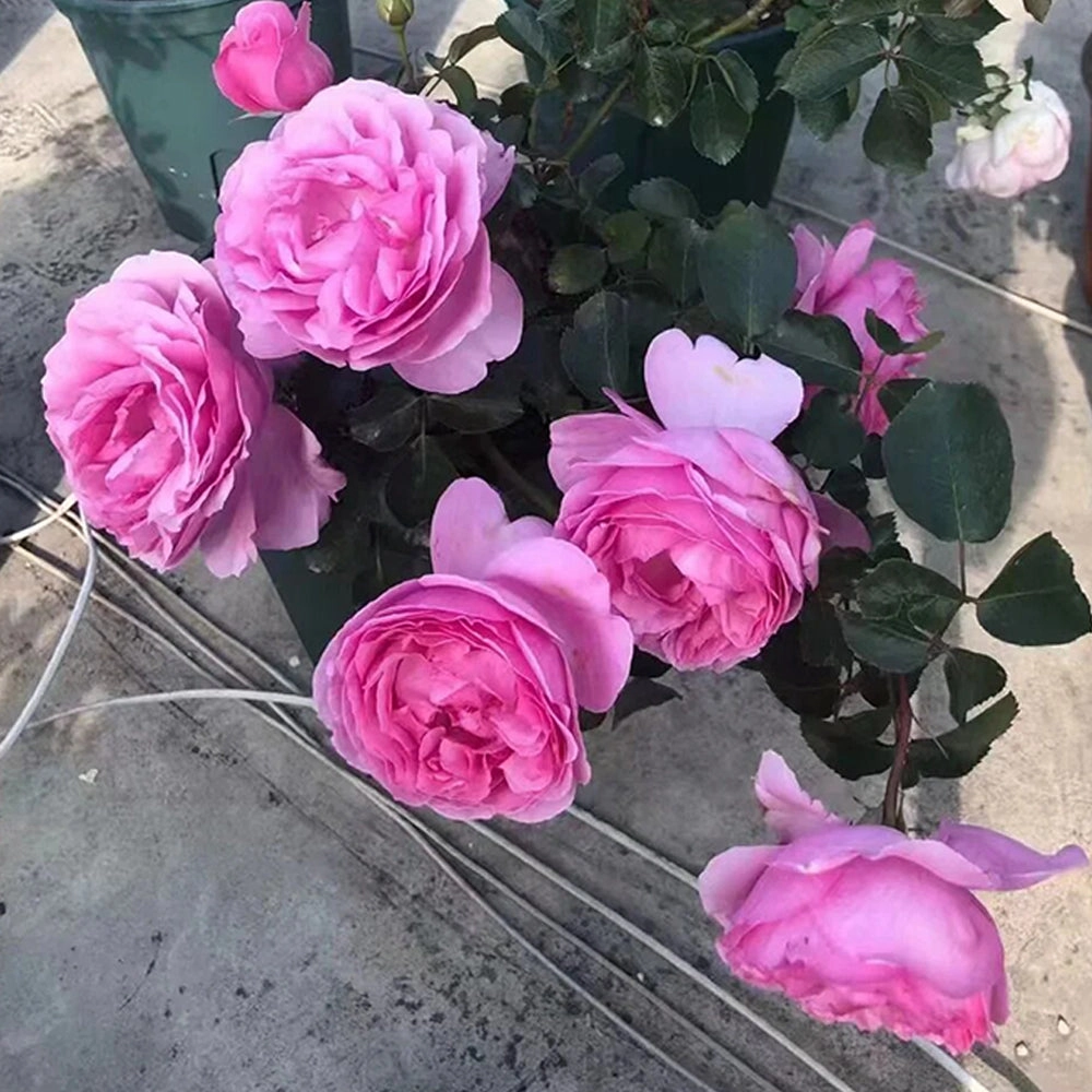 Towa Parfum Japanese Florist Shrub Rose