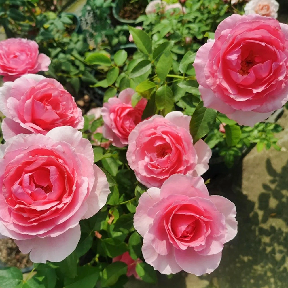 Towa Parfum Japanese Florist Shrub Rose