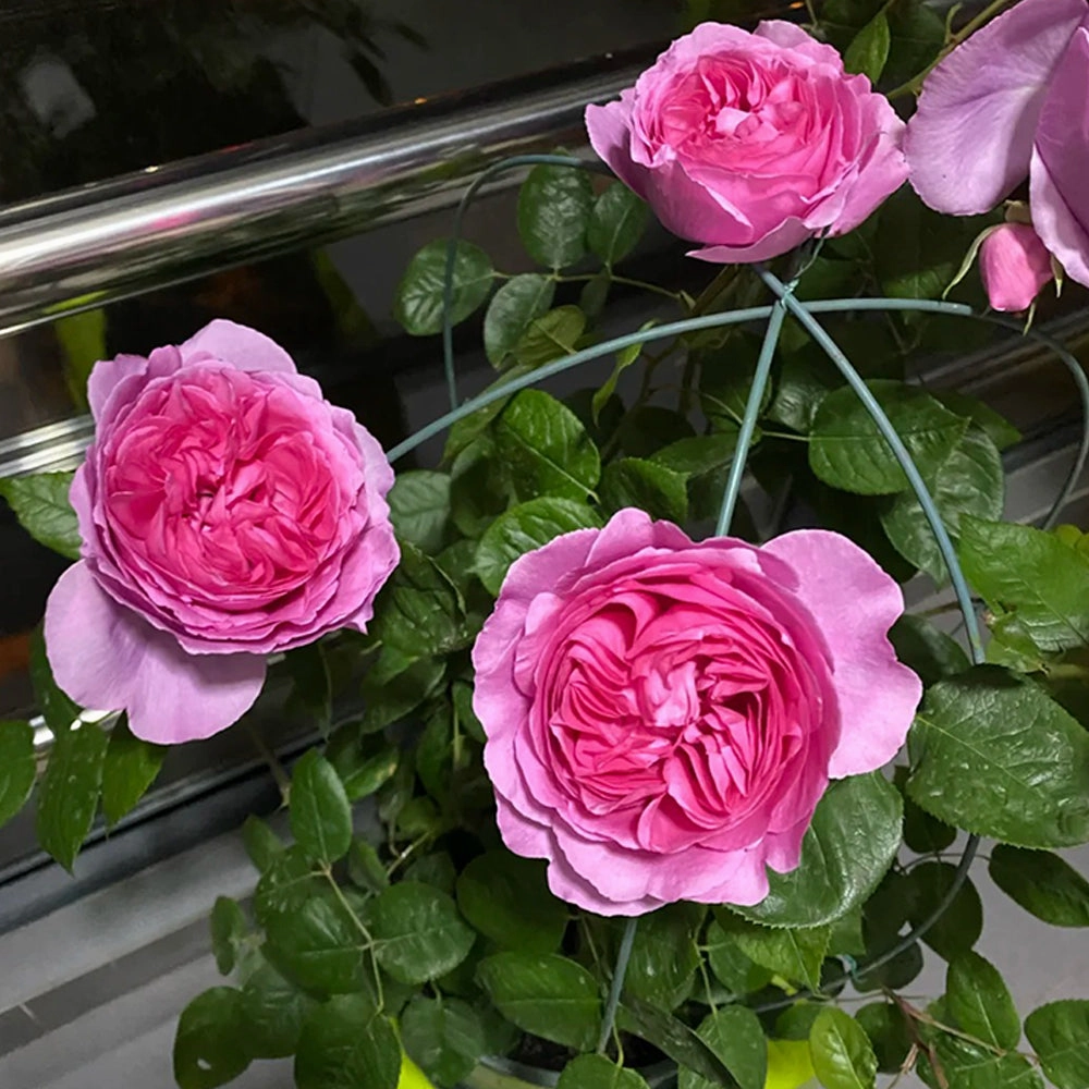 Towa Parfum Japanese Florist Shrub Rose