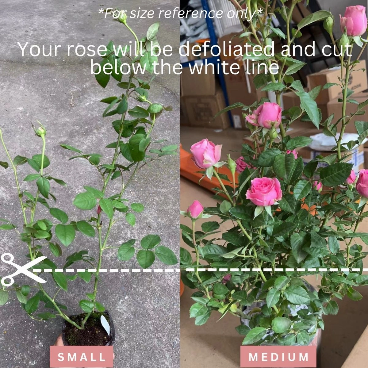 Towa Parfum Japanese Florist Shrub Rose