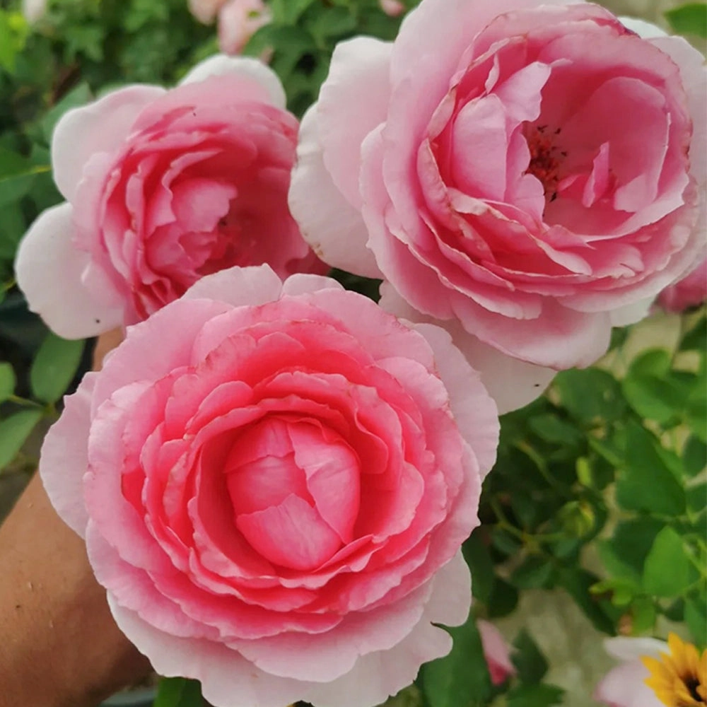 Towa Parfum Japanese Florist Shrub Rose