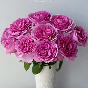 Towa Parfum Japanese Florist Shrub Rose