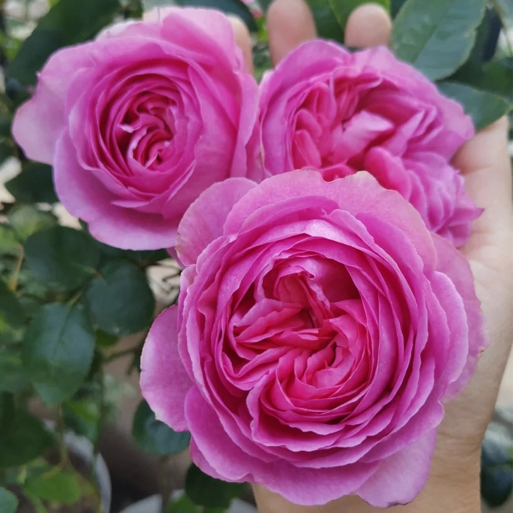 Towa Parfum Japanese Florist Shrub Rose
