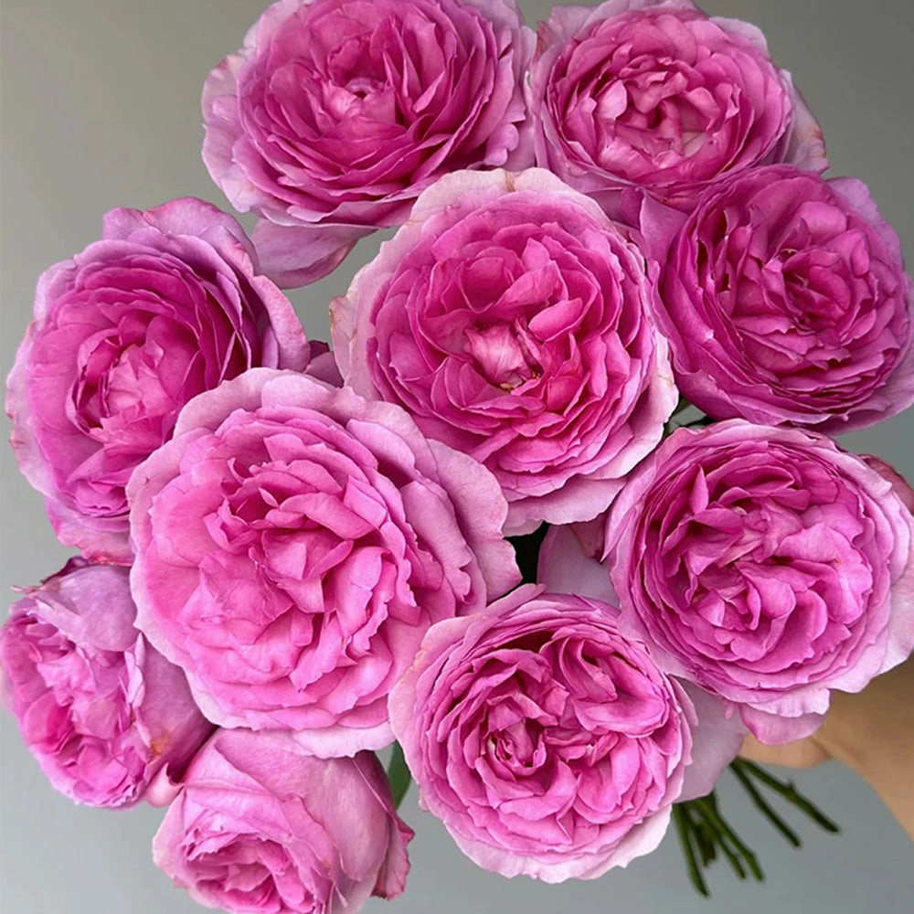 Towa Parfum Japanese Florist Shrub Rose