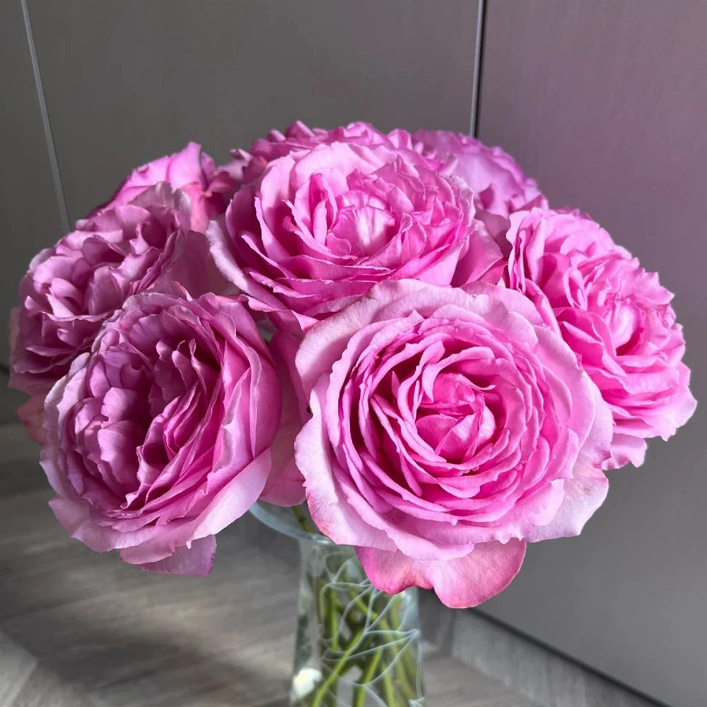 Towa Parfum Japanese Florist Shrub Rose