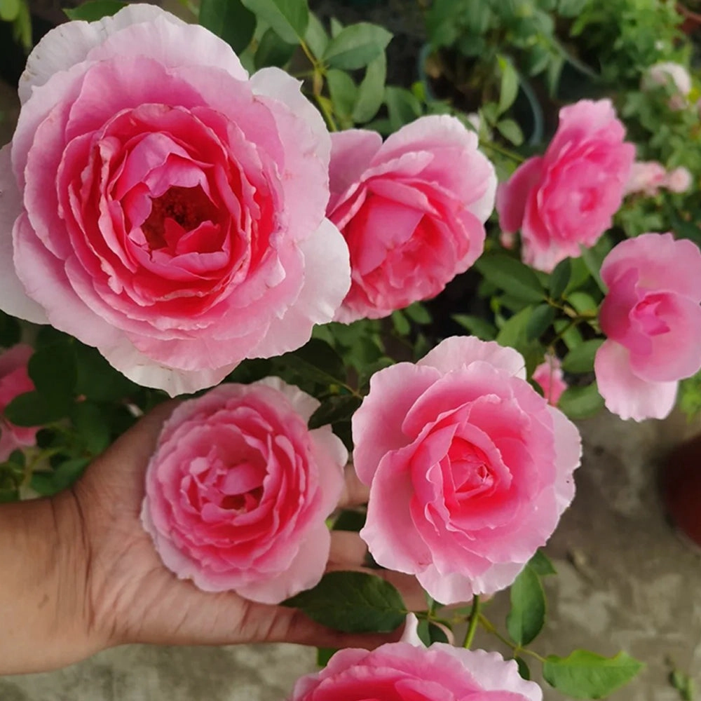Towa Parfum Japanese Florist Shrub Rose