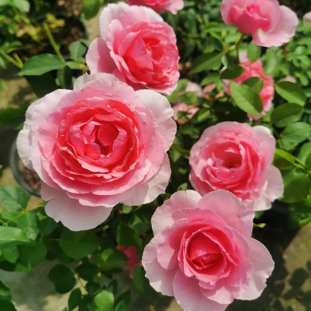 Towa Parfum Japanese Florist Shrub Rose