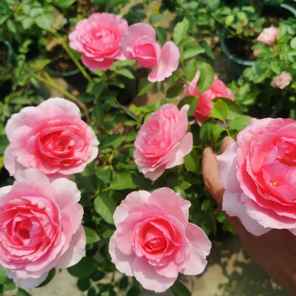 Towa Parfum Japanese Florist Shrub Rose