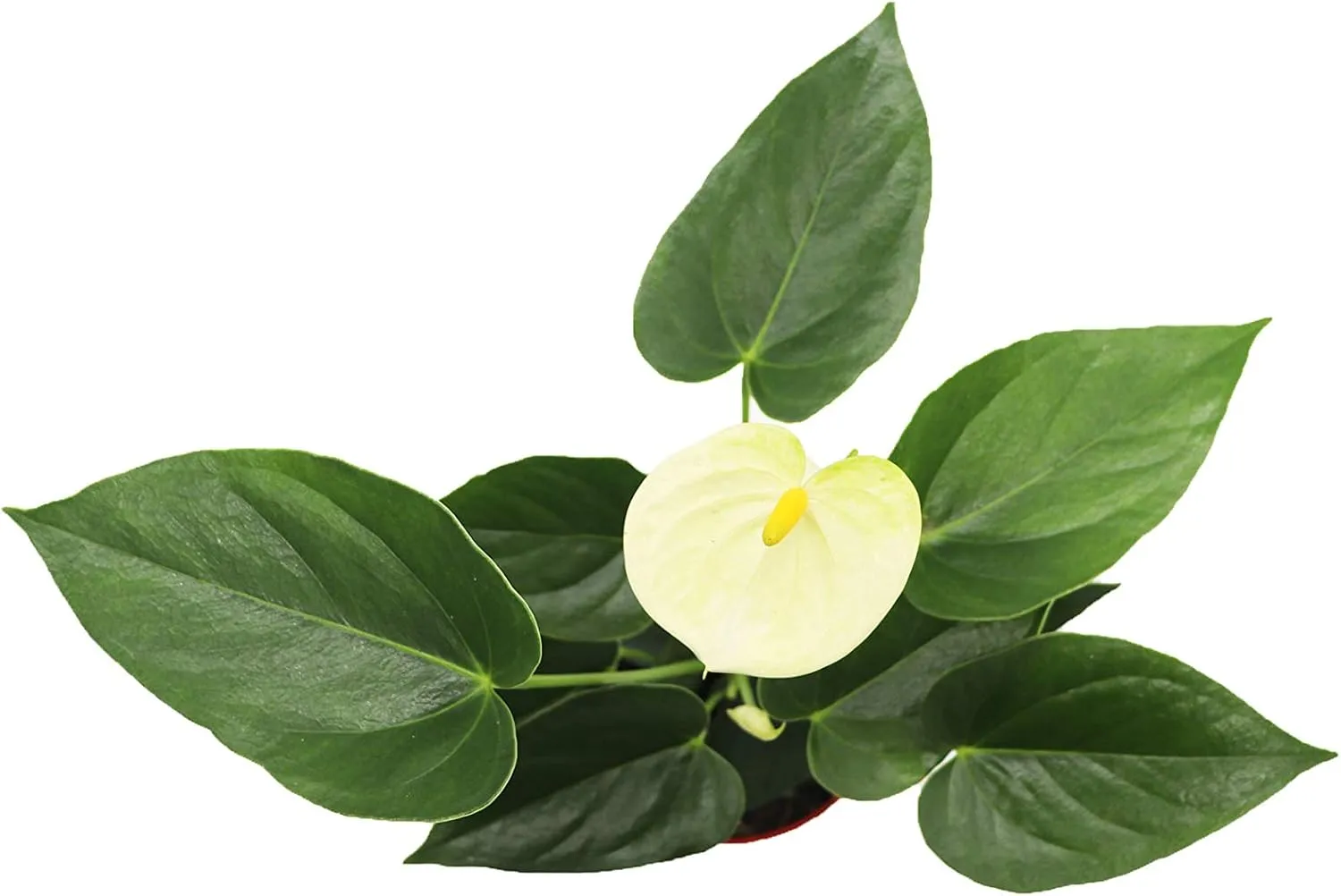 Vanilla Anthurium - 4" from California Tropicals