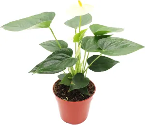 Vanilla Anthurium - 4" from California Tropicals